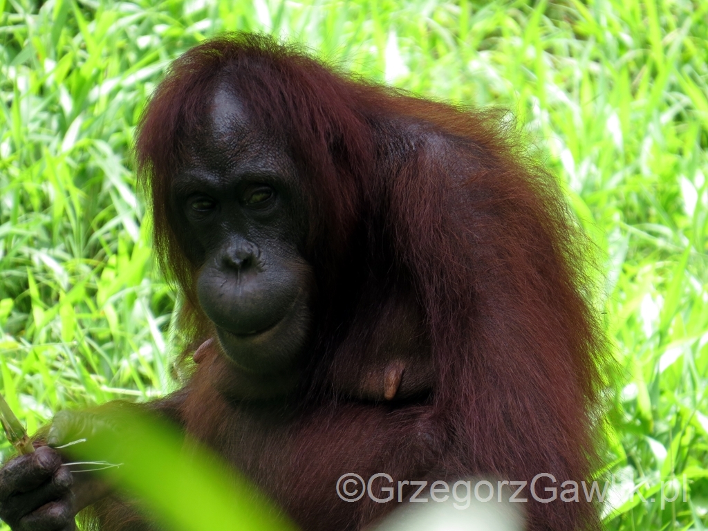 Orangutan