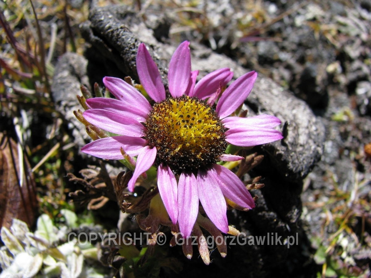 Himalaje Nepalu, ok. 5300m.